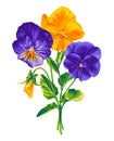 VÃÂ­ola trÃÂ­color, Pansies, violet. Bouquet of vector realistic hand-drawn flowers.