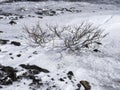 Willow in frozen ground in Iceland.