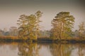 Waccamaw river Cypress Royalty Free Stock Photo