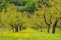 Wachau apricot trees