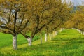 Wachau apricot trees Royalty Free Stock Photo