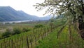 Wachau, danube valley near Schwallenbach Royalty Free Stock Photo