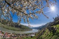 Wachau valley during spring time with Spitz village in Austria