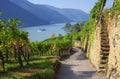 Wachau vineyard