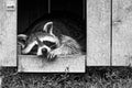 WachbÃÂ¤r bei der Mittagspause im Hochsommer - Raccoon is having a break Royalty Free Stock Photo