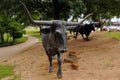 The Waco Cattle Drive