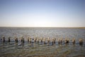 Wadden Sea Low Tide Landscape