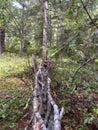 A waddle fence streatching through the woods