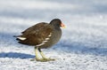 Wader bird during wintertime Royalty Free Stock Photo