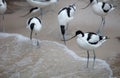 Wader: black and white Pied avocet on the beach Royalty Free Stock Photo