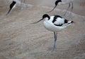 Wader: black and white Pied avocet on the beach Royalty Free Stock Photo