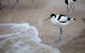 Wader: black and white Pied avocet on the beach Royalty Free Stock Photo