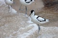 Wader: black and white Pied avocet on the beach Royalty Free Stock Photo