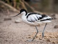 Wader: black and white Pied avocet Royalty Free Stock Photo