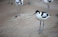 Wader: black and white Pied avocet on the beach Royalty Free Stock Photo