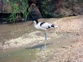 A Wader With Long Legs And A Curved Long Beak. Recurvirostra Avosetta Close Up.