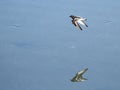 Waders flying at Plaiaundi Royalty Free Stock Photo