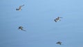 Waders flying at Plaiaundi Royalty Free Stock Photo