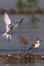 Waders Royalty Free Stock Photo