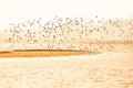 Waders migration at sunset, flocks of waders flying over sandy of the sea, beautiful glittering seawater. Warm tone. Winter season