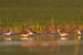 waders rest on a spring lake