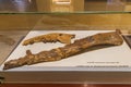 Fossil whale jaw in the museum at Wadi el-Hitan paleontological site