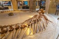 Whale fossil in the museum at Wadi el-Hitan paleontological site