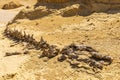 Whale fossil along the interpretive trail at Wadi el-Hitan paleontological site