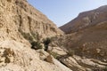 Wadi Arugot River, ein Gedi nature reserve, dead sea, Israel Royalty Free Stock Photo