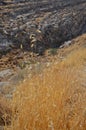 Wadi Kelt or Nahal Prat, in the Judean Desert, Israel. Early autumn in a nature reserve Royalty Free Stock Photo