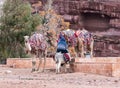 Bedouin - the driver sits a donkey and holds three camels in Petra - the capital of the Nabatean kingdom in Wadi Musa city in Jord