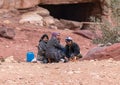 Bedouin family sitting on the ground and eating food at the foot of the red rock in Petra near Wadi Musa city in Jordan