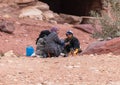 Bedouin family sitting on the ground and eating food at the foot of the red rock in Petra near Wadi Musa city in Jordan