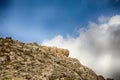 Wadi Qelt in Judean desert near Jericho, Israel. Nature, stone, rock, canyon and oasis. Unseen, unknown, unexplored Royalty Free Stock Photo