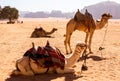 Wadi Rum Desert in Jordan. On the Sunset. Panorama of beautiful sand pattern on the dune. Desert landscape in Jordan. Royalty Free Stock Photo