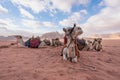 Wadi Rum desert landscape in Jordan with camels chilling in the morning Royalty Free Stock Photo