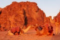 Camels lying down, desert sunset, Wadi Rum, Jordan Royalty Free Stock Photo