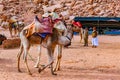 WADI RUM, JORDAN, JANUARY 5, 2019: A group of camels resting near Lawrence spring at Wadi Rum, Jordan