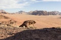 Wadi Rum The Moon Valley desert landscape at sunset time