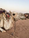 Wadi Rum protected area with camels - ships of the desert Royalty Free Stock Photo