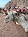 Wadi Rum protected area with camels - ships of the desert Royalty Free Stock Photo