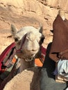 Wadi Rum protected area with camels - ships of the desert Royalty Free Stock Photo