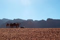 Wadi Rum, camel, camels, dirt road, the Valley of the Moon, Jordan, Middle East, desert, landscape, nature, climate change Royalty Free Stock Photo