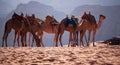 Wadi Rum, camel, camels, dirt road, the Valley of the Moon, Jordan, Middle East, desert, landscape, nature, climate change Royalty Free Stock Photo