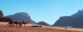 Wadi Rum, camel, camels, dirt road, the Valley of the Moon, Jordan, Middle East, desert, landscape, nature, climate change Royalty Free Stock Photo