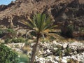A View taken in Wadi Shab oasis, Oman, Arabian Peninsual