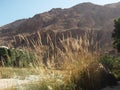A view of Wadi Tiwi oasis in Oman, Arabian Peninsula