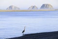 Wading Heron at Three Arch Rocks Royalty Free Stock Photo