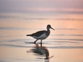 Wading Animal in Shallow Water at Sunset. Royalty Free Stock Photo