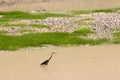 Wading bird on the Colorado River